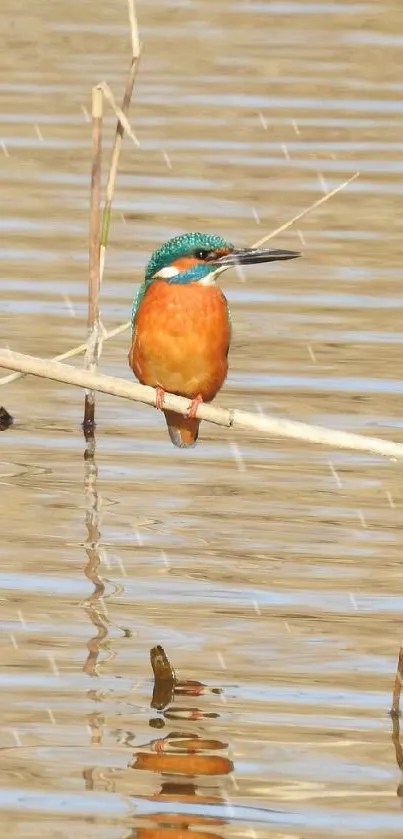 Kingfisher perched on a reed above calm water.