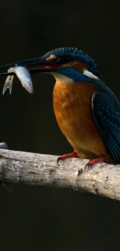 Kingfisher perched with fish on branch, vibrant nature scene.