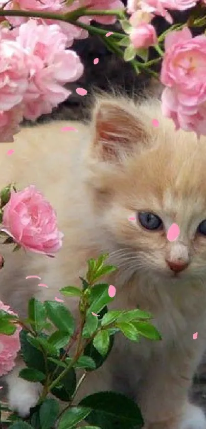 Adorable kitten surrounded by pink roses.