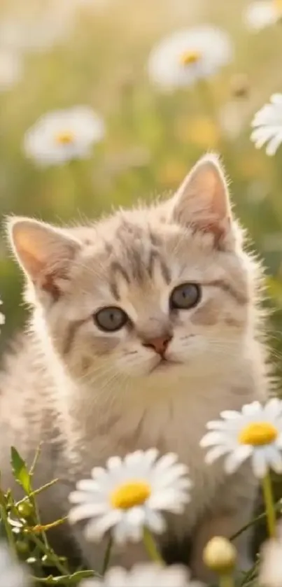 Cute kitten seated among daisies outdoors.