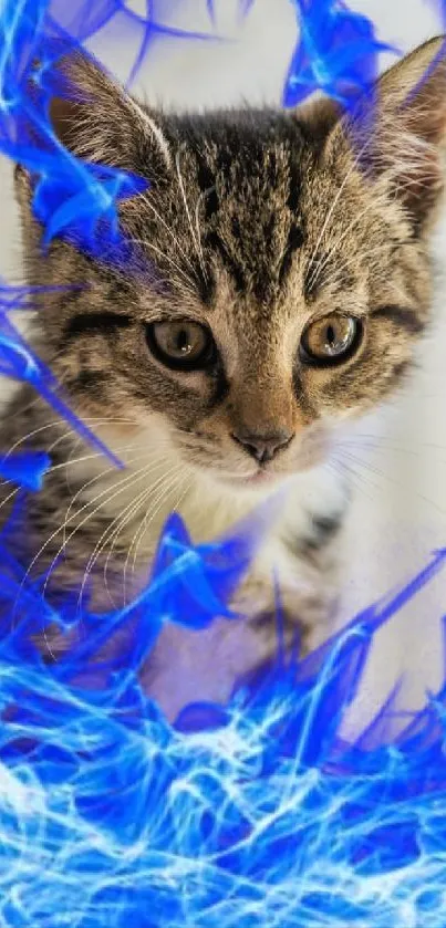 Cute kitten with electric blue aura background.