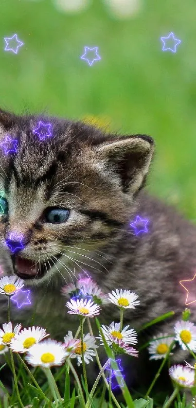 Playful kitten surrounded by daisies in a vibrant green field.