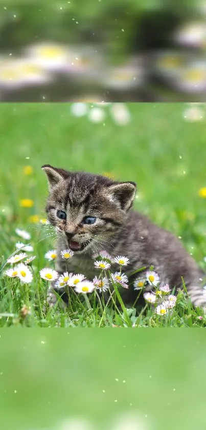 Kitten playing in a green meadow with daisy flowers.