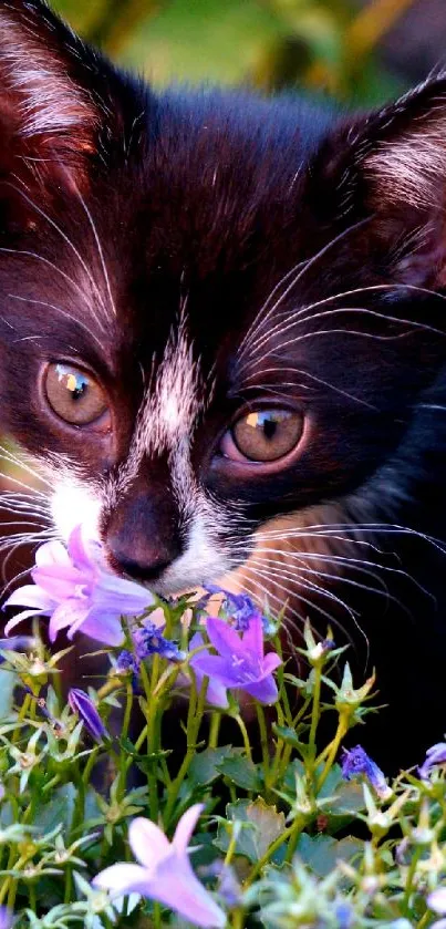 Charming black and white kitten among purple flowers.