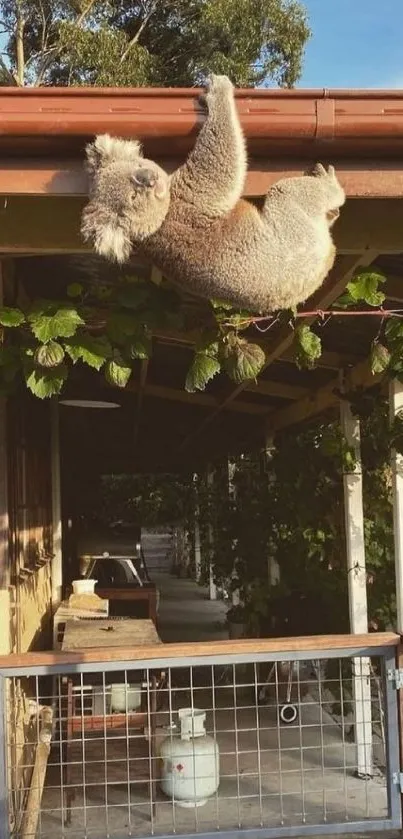 Koala hangs on a roof amidst greenery, enjoying nature.