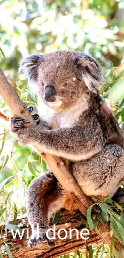 Koala Plant Branch Live Wallpaper