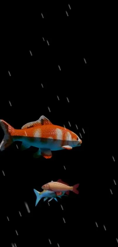 Vibrant koi fish swim in rain on a dark background, perfect for aquatics enthusiasts.