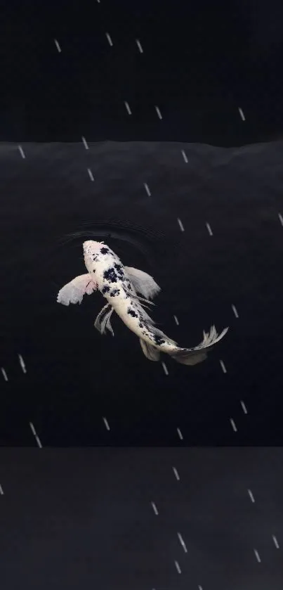 Koi fish gracefully swimming under rain in serene black water background.