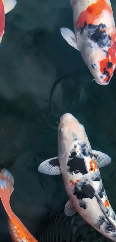 Colorful koi fish swimming peacefully in deep blue water.