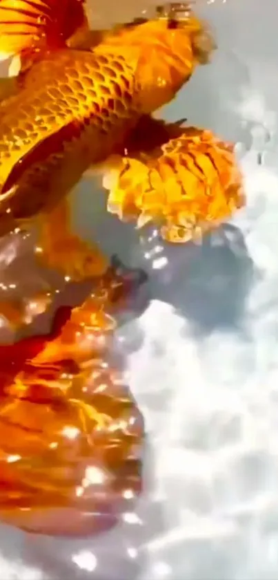 Vibrant gold koi fish swimming in clear water.