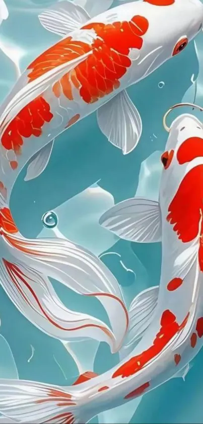 Colorful koi fish swimming in clear water wallpaper.