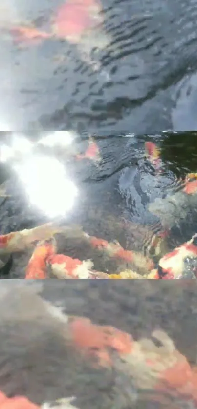 Vibrant koi pond with swimming fish and gentle water ripples.