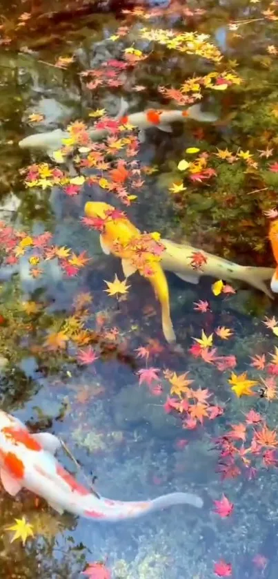 Colorful koi fish swim in a pond with autumn leaves floating.