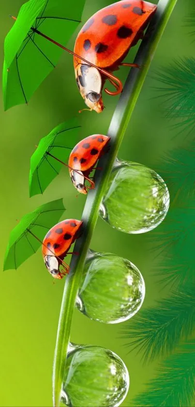 Ladybugs with umbrellas on a dewdrop leaf wallpaper.