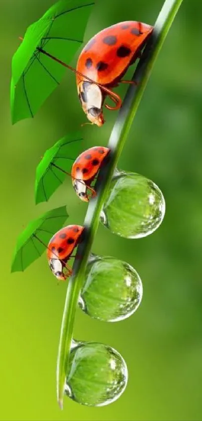 Ladybugs holding leaves over water drops on a vibrant green background.