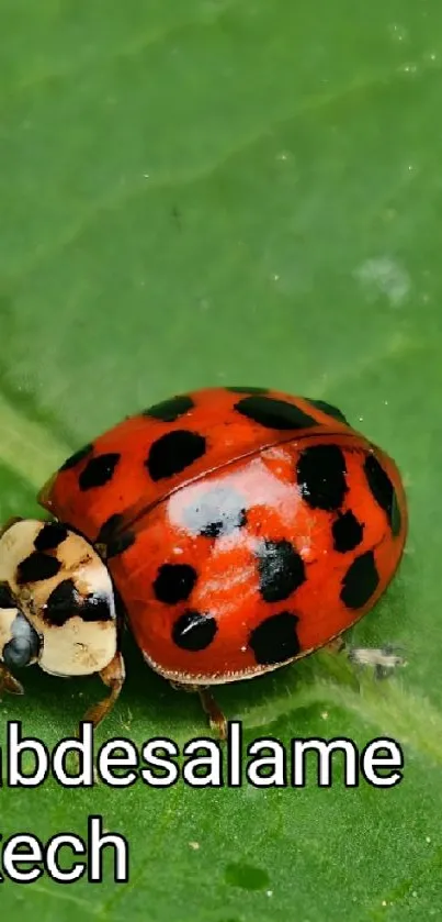 Ladybug Arthropod Insect Live Wallpaper