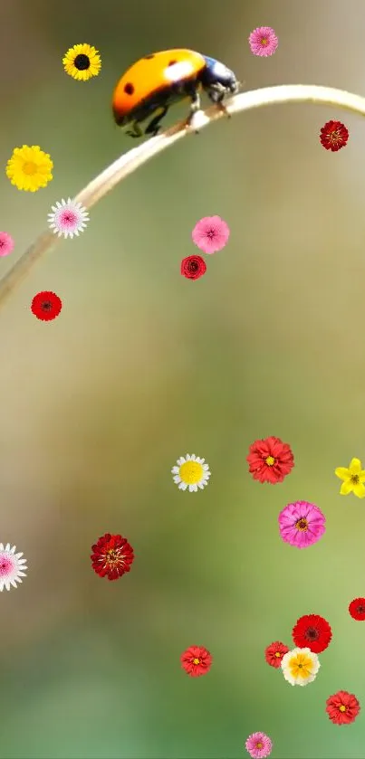 Ladybug on a flower-covered branch with vibrant blossoms.