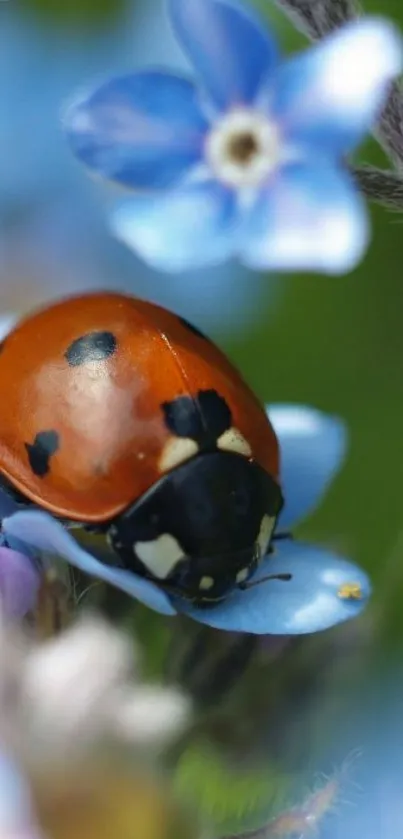 Ladybug on vivid blue flowers close-up.