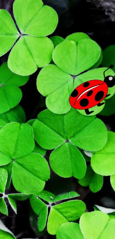 Vibrant red ladybug resting on green clovers.