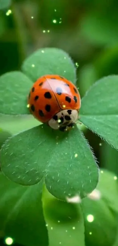 A vibrant ladybug perched on a lush green clover leaf, set for mobile wallpaper.