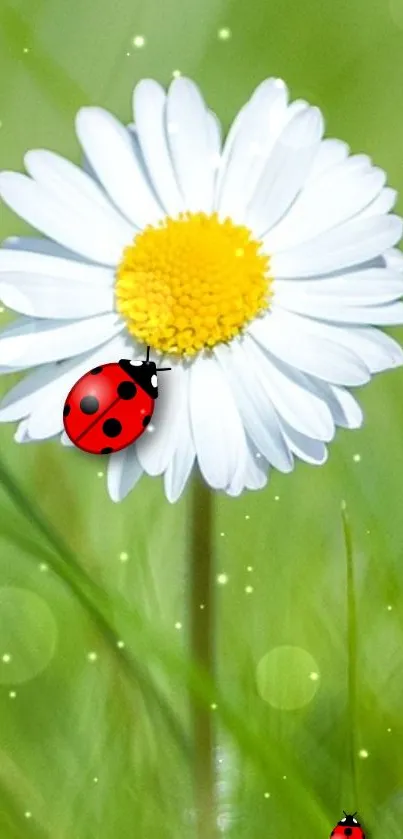 Charming ladybug on daisy against a green background.