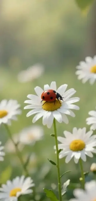 Ladybug on a daisy with a blurred green background.