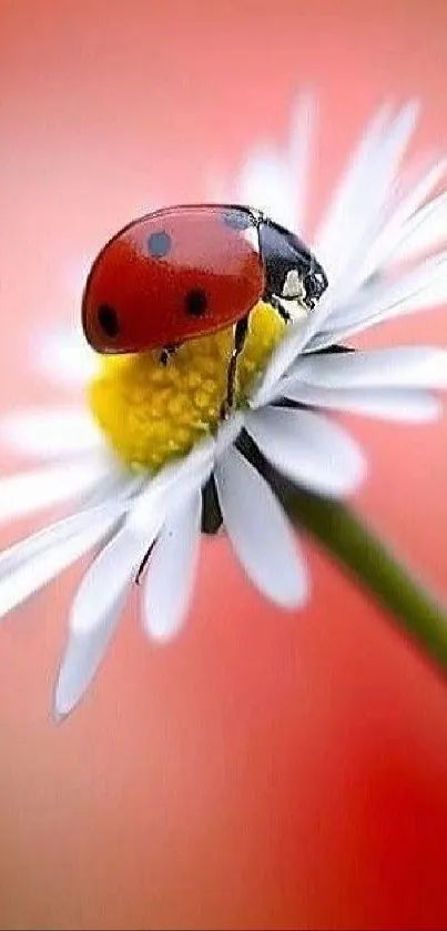 Colorful ladybug resting on a daisy against a pink blurred background.