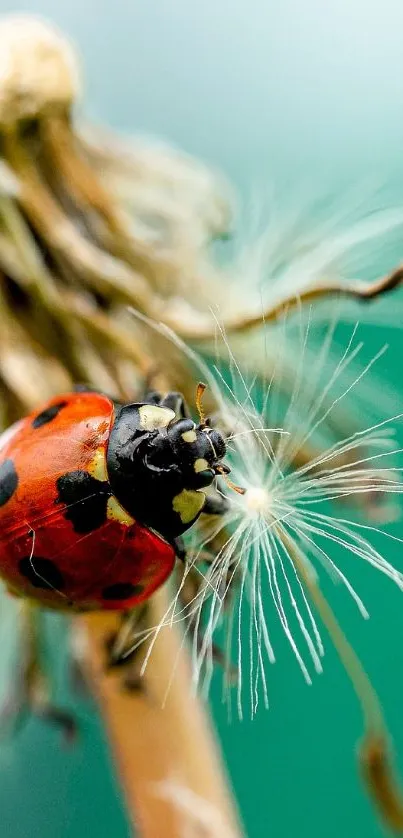 Vibrant ladybug on a dandelion with green background, perfect for mobile wallpaper.