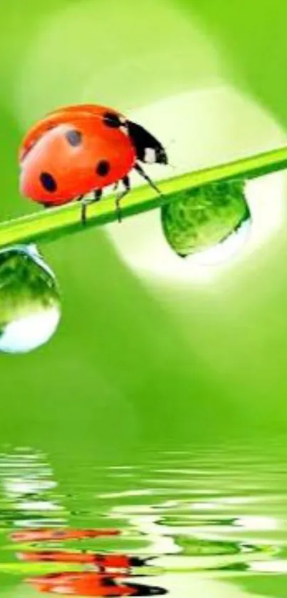 Ladybug on a dewy grass blade over water reflection.