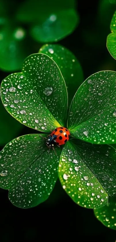 Ladybug on dewy clover leaf with vibrant green background.