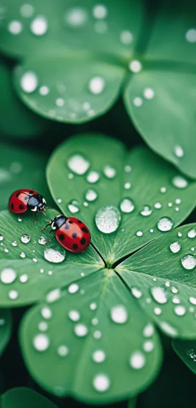 Ladybug on a dewy green clover leaf wallpaper.