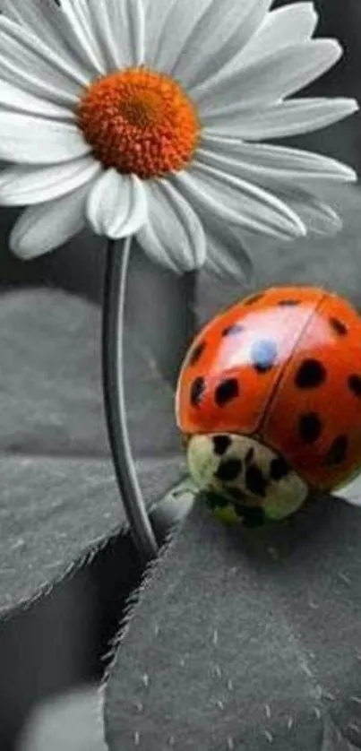 Ladybug on a daisy with black and white background