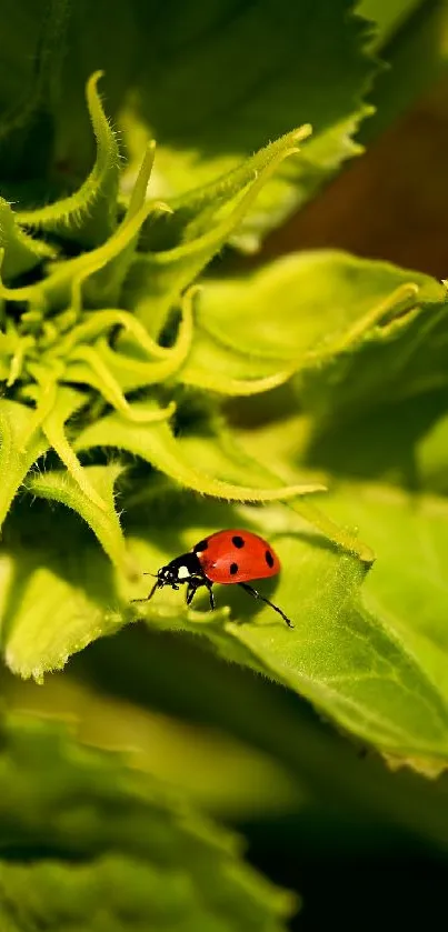 Ladybug resting on a vibrant green leaf background.