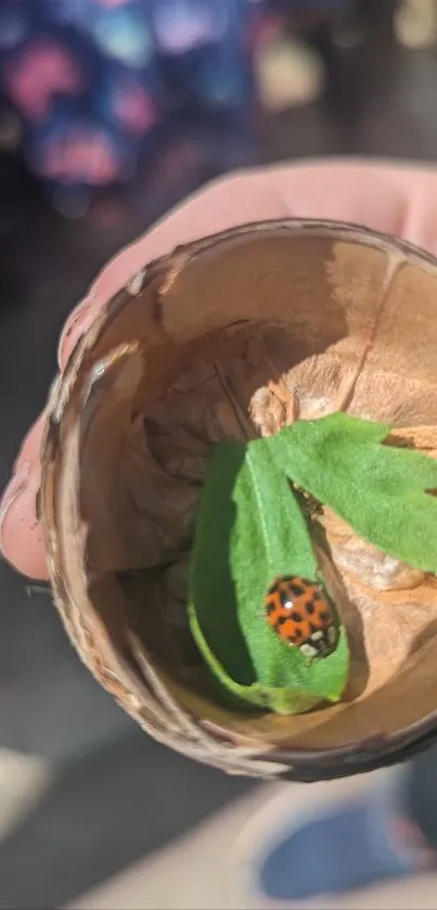 Ladybug on a green leaf inside a brown cup, natural setting.