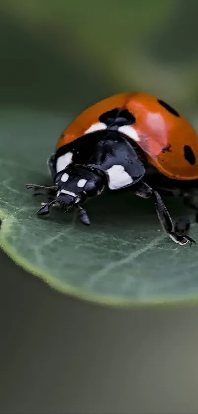 Close-up of a ladybug on a green leaf.