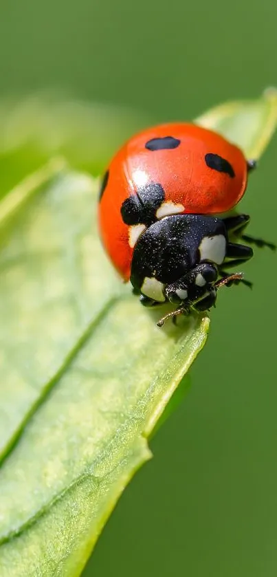Close-up of a ladybug on a vibrant green leaf background.