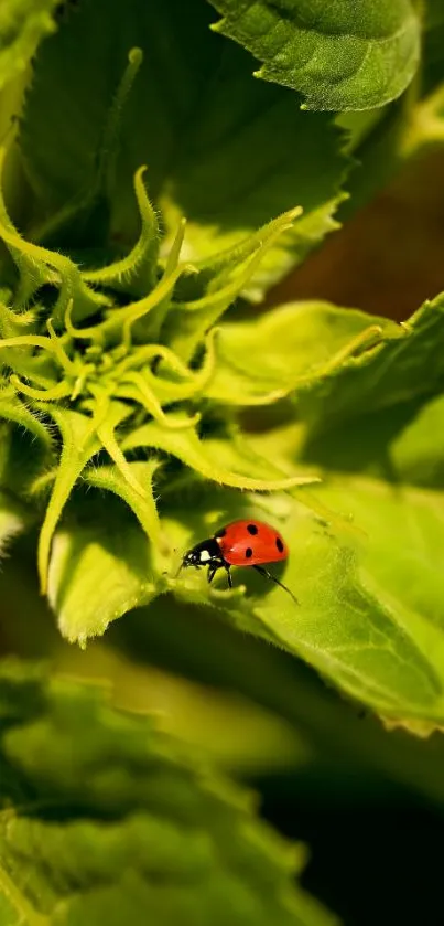 Red ladybug on a vibrant green leaf wallpaper.