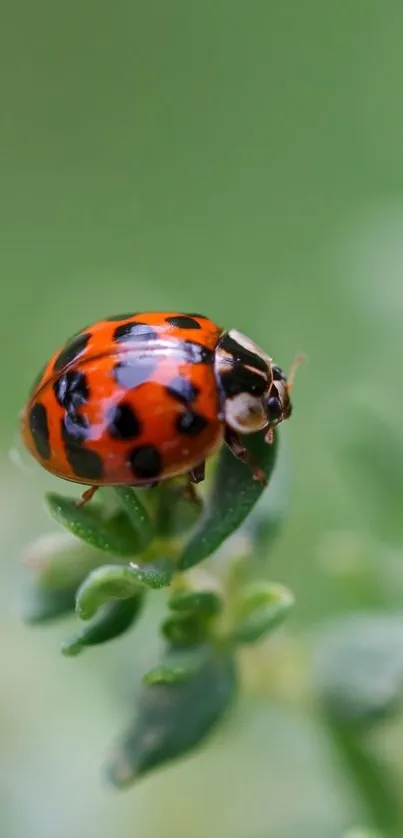 Close-up of a ladybug on green leaves in vibrant nature setting.