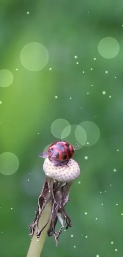 Ladybug perched on a flower against a green backdrop.