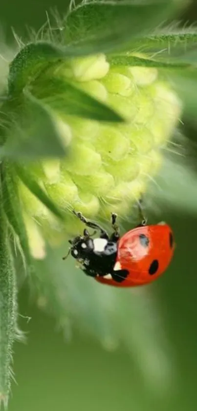 Vibrant ladybug resting on a lush green plant.