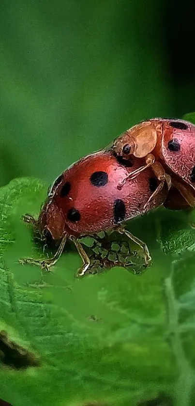 Close-up of ladybugs on a green leaf.