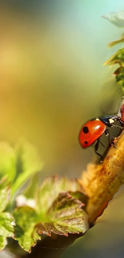 Close-up of a ladybug on a sunlit leaf with blurred green background.