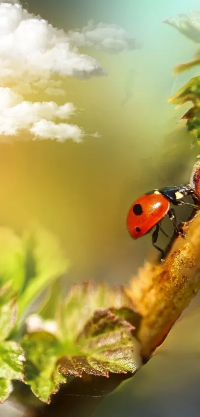 Ladybug on a leaf with clouds in the background.