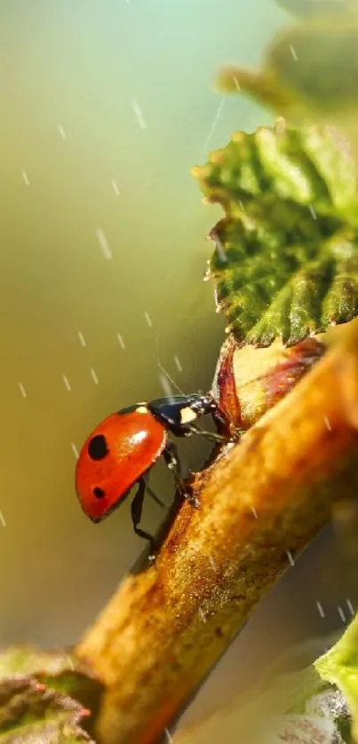 Ladybug on a green leaf with blurred background.