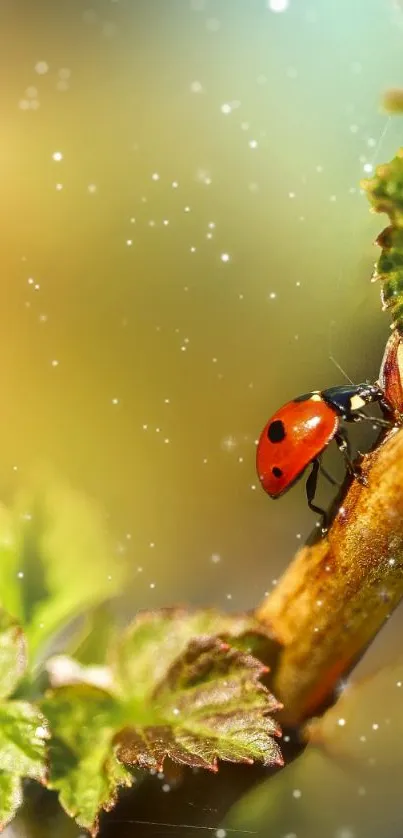 Vibrant red ladybug resting on a green leaf in a nature-themed mobile wallpaper.