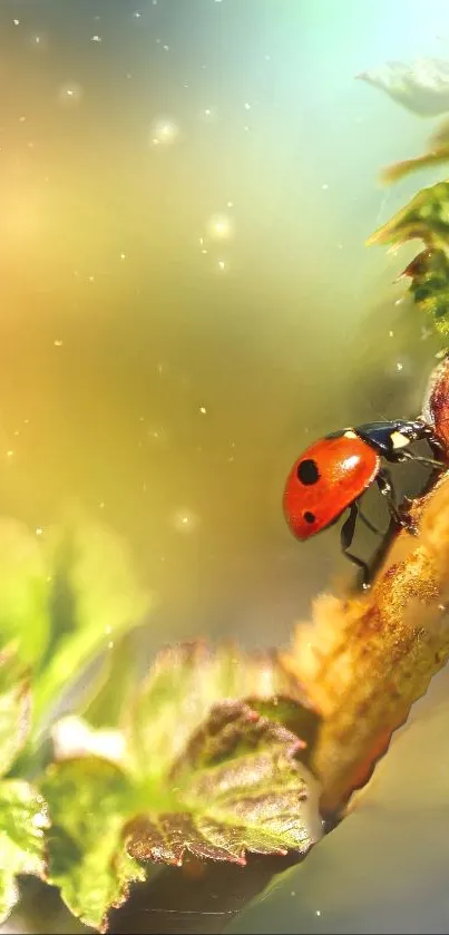 Ladybug on a leaf with bokeh background.