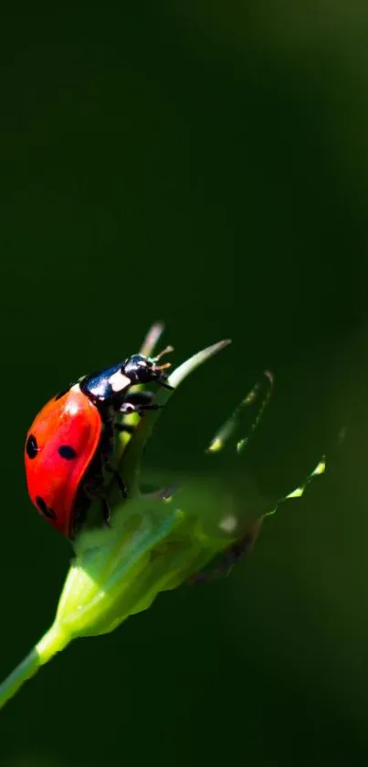 Vibrant red ladybug perched on a green leaf.