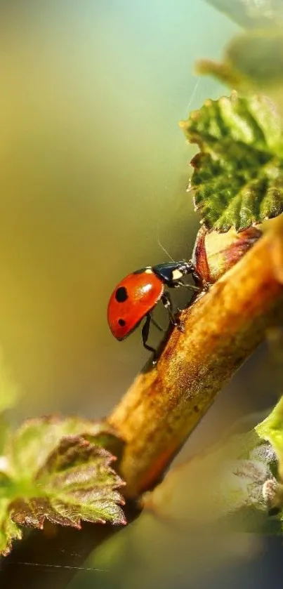 Vibrant ladybug on a leaf in nature.