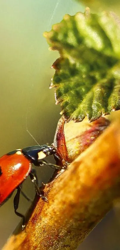 Ladybug on a leaf with vivid colors, ideal for mobile wallpaper.