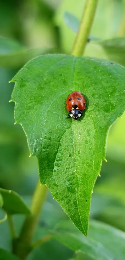 Ladybug on a lush green leaf in natural setting.
